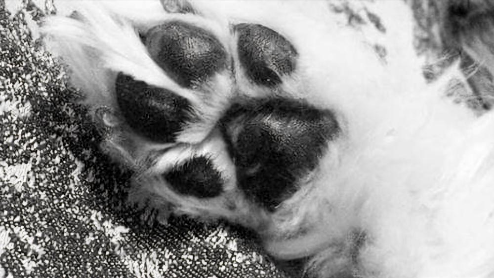 Photo of my dog, Ollie's, paw.