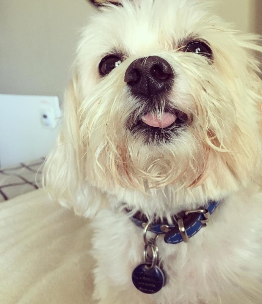 Cute photo of my Maltese Dog, Ollie, looking at the camera with a food stained beard and his tongue sticking out.